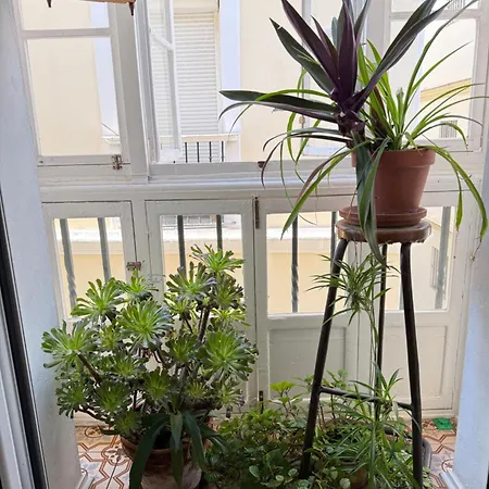 Charito 18 加的斯